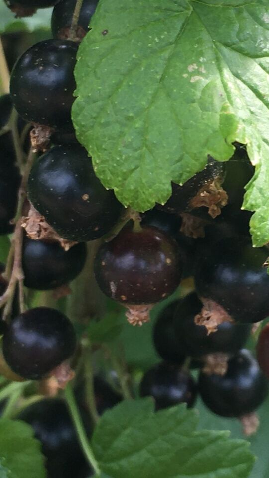 Black currants /(Ribes nigrum)/ are woody shrubs that are native to Europe and Asia and introduced to the Americas back in the 1800s. This plant is part of the Gooseberry family and comes in many different varieties. These berries grow on the shrubs throughout the summer and can be picked and used for cooking, drinks, and herbal medicine.  Medicine: Black currants are nutrient-rich berries and oftentimes have beneficial effects on the body. Raw black currants have high levels of vitamin C as well as iron and manganese. These berries have plenty of antioxidants that help strengthen the immune system and treat minor health illnesses such as sore throats or symptoms of the flu. In addition they have antimicrobial, anti-inflammatory, antiviral, and antiseptic properties, its anti-inflammatory properties have made it useful in the treatment of conditions such as arthritis and joint pain.  In traditional medicine, blackcurrant was often consumed in the form of teas, syrups, or tinctures. It was also used as an ingredient in various remedies, often combined with other herbs and spices to enhance its medicinal properties. The plant was highly valued for its rich and intense flavor, making it a popular addition to many dishes and drinks.  Grape-based drinks like wine and juice are known to help decrease plaque buildup, but blackcurrant juice, as well as pomegranate juice, is far more potent.  Blackcurrant is high in potassium and GLA, which can help lower your blood pressure too. The GLA also helps cells in your heart resist damage and slows down platelet clumping in your blood vessels.  Clinical trials with blackcurrants found that these berries improve eye function, including: the eyes’ ability to adapt to the dark. blood flow to the eyes. slowed progression of visual field deterioration in people with glaucoma. symptoms of visual fatigue. People who do computer work every day may benefit from blackcurrant supplements. One study found that 1 tablespoon of blackcurrant berries reduced visual fatigue two hours afterward.