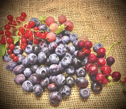 All kinds of tangy fun starts this week.   Blueberry  Redcurrant  Gooseberry  Saskatoon berries Raspberry  Authentically Fresh. Authentically local.