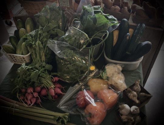 _*Season 40 - Week 10*_ Bell peppers. Zucchini. Seedless cucumbers. Adult cucumbers. Beets. Rhubarb. Leaf lettuce. Romaine. Radish.  Eggplant. Potatoes. Sweet potatoes. Carrots. Onions. Green onions. White onions. Spanish onions. Red onion. Acorn/pepper squash. Muskmelon. Garlic. Peaches. Sour Apple. Plums. Apricots. Corn. Green beans. Yellow beans. Flat beans. Blueberries. Jalapeños. Feel tomatoes. Hot peppers. Cabbage. Celery. Cheese curds. Cheese. Peach pie.