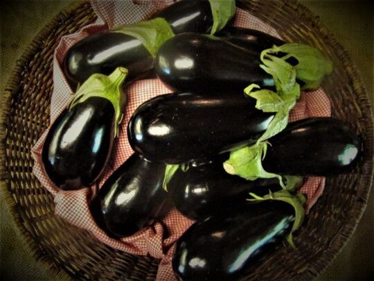 Eggplant or aubergine is a species of nightshade grown for its edible fruit.  As a nightshade, eggplant is closely related to the tomato and potato.  Some of the earliest written evidence for the use of eggplant is from the Charaka and Sushruta Samhitas, Ayurvedic texts written about 100 BC that describe the health benefits of eggplant.  In China, as part of her “bride price,” a woman must have at least 12 eggplant recipes prior to her wedding day.  In Turkey, “imam bayeldi,” a tasty treat of stuffed eggplant simmered in olive oil is said to have made a religious leader swoon in ecstasy.  When first introduced in Italy, people believed that anyone who ate the “mad apple” was sure to go insane. 
