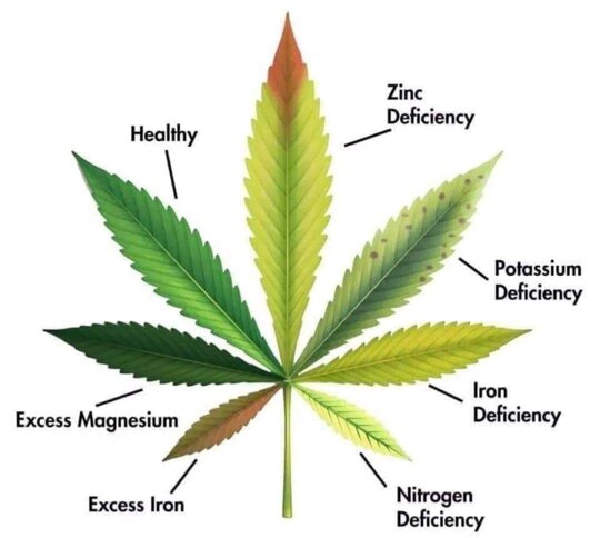 A surprisingly simple infographic of different nutrient deficiencies and excesses    #cannabis #stonerfam #legalizeIt #weedmob