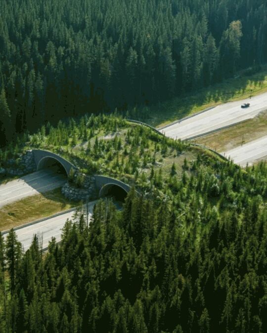 The Banff Wildlife Crossings Project was implemented in Banff, Alberta. Combined with fencing to keep the animals off the road, the structures have reduced animal-vehicle collisions in the area by more than 80% (>96% for elk and deer alone). https://www.facebook.com/photo/?fbid=669703892329196&set=a.158394650126792