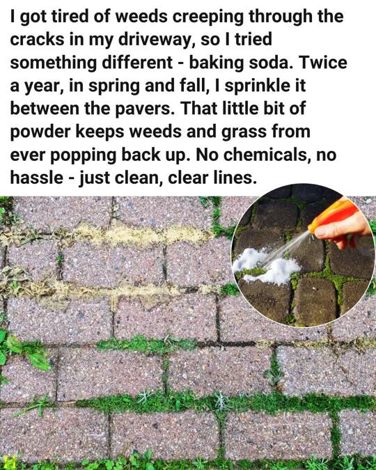 **Gardening Soul:** Gardening Soul added a new photo.  https://www.facebook.com/photo/?fbid=1208588484643101&set=a.608633337971955