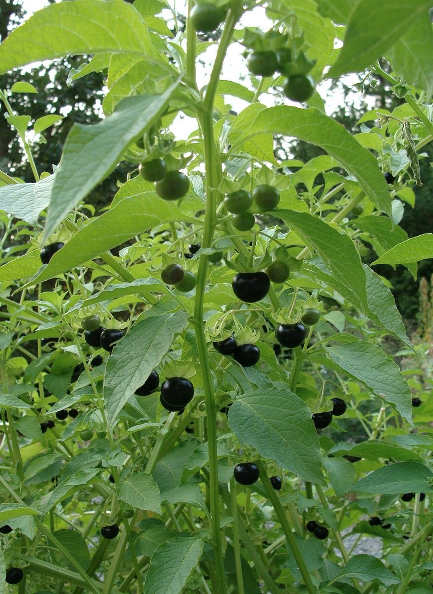 _Jaltomato_ /yall-to-MA-te/  Description/Taste: Jaltomato berries grow on medium-statured, green leafy shrubs like those of an eggplant. The small fruits begin green with some striations and then mature to a dark purple or almost black. They are about the size of a blueberry, around 1 and a half centimeters in diameter. The skin is thick and the fleshy pulp within is translucent to white. Clustered around the center of the fruit (around a ‘placenta’) are small, one-millimeter long seeds. Jaltomato berries have a strong aroma, reminiscent of grapes. The flavor is described as a mix between that of a grape and a tomato, with a sweet and a tart taste.  Seasons/Availability: follow @PGAF  Current Facts: Jaltomato berries are members of the nightshade family, related to tomatoes and eggplant. Botanically classified as Jaltomata procumbens, these small dark fruits are not not tomatoes and nor are they true berries. The plant is sometimes referred to as Creeping False Holly, Garden Huckleberry, or Black Nightshade. It is sometimes confused with another small black tomato-like fruit, also called garden huckleberry, but a different genus and species, Solanum nigrum, Jaltomatoes are safe to eat when fully ripe. Unripe, green Jaltomato berries contain the toxic alkaloid, solanum.  Nutritional Value: Jaltomato berries are a good source of fiber, protein, and carbohydrates. They also contain copper, iron and zinc. The small, dark fruits contain pectin, which is desirable when making jams and jellies.  Applications: Jaltomato berries can be eaten fresh, raw, or cooked. The small fruits are most often used to make jams and jellies. They can be baked into pies, tarts or crumbles along with other fruits like apples or peaches. Jaltomato berries can be dried to preserve, or freeze fresh Jaltomatoes for up to 3 months. Store unwashed Jaltomato fruit in the refrigerator for up to a week.  Ethnic/Cultural Info: Jaltomato berries were used by the Tarahumara peoples in northwestern Mexico and by the Kamsa peoples of Colombia for medicinal purposes. All parts of the plant are used for medicinal purposes, but they must not be ingested due to the presence of the toxic alkaloid solanum. Aside from the fruits, the roots of the Jaltomato plant grow large within the span of a season and are said to be eaten raw or boiled, often prepared with radishes.  Geography/History: Jaltomato berries are native to Mexico and Central America. They are considered a tropical perennial fruit, but can easily adapt to climates where the weather doesn’t get too cold and will grow as an annual. The common name for this species comes from the Nahuatl words “xalli” and “tomatl” which translates to “sand tomato”. The people in various Mexican states still refer to the fruit as Xaltotomatl. The word has the same pronunciation as the English version. Jatomatl plants were originally classified under the species name Saracha in 1799 by botanists studying the flora of Peru and Chile. Confusion regarding the nomenclature arose when botanists in other countries demonstrated greater variability among species. The genus was officially recognized and restored to Jaltomata in 1973; however, it is still listed under Saracha procumbens in some South and Central American literature. Jaltomato berries are often cultivated for private use or gathered in the wild. Cultivation methods require hand harvesting which is very labor-intense. They are rarely seen in stores, though they may be spotted at farmer’s markets as a specialty item from small farms.