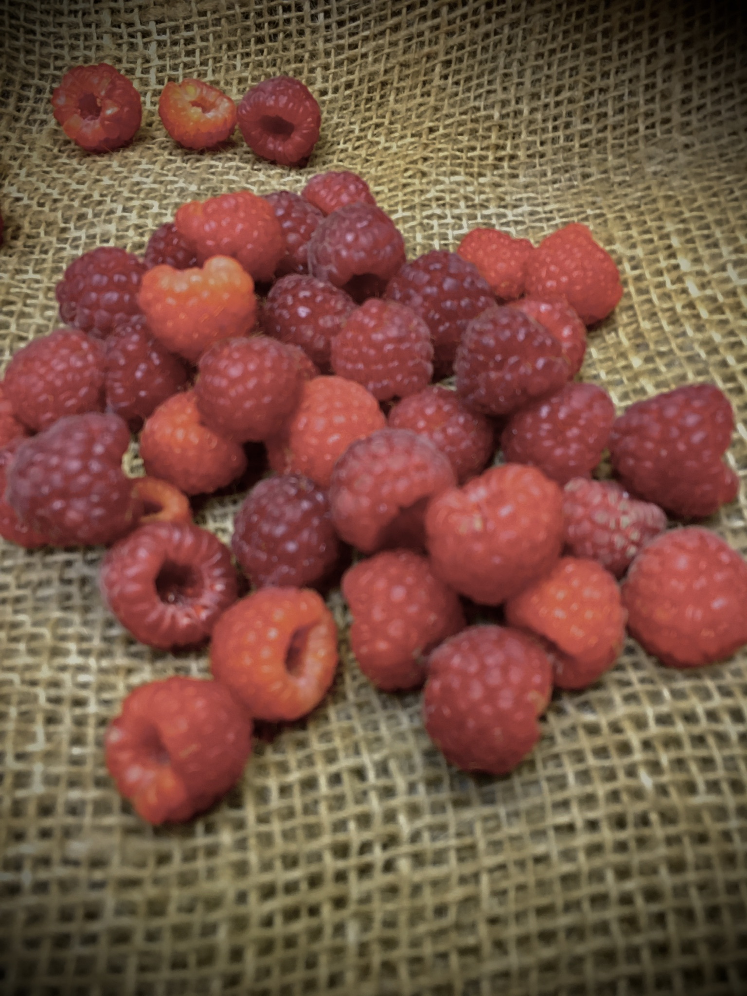 They're called Raspberries because of the way they talk.