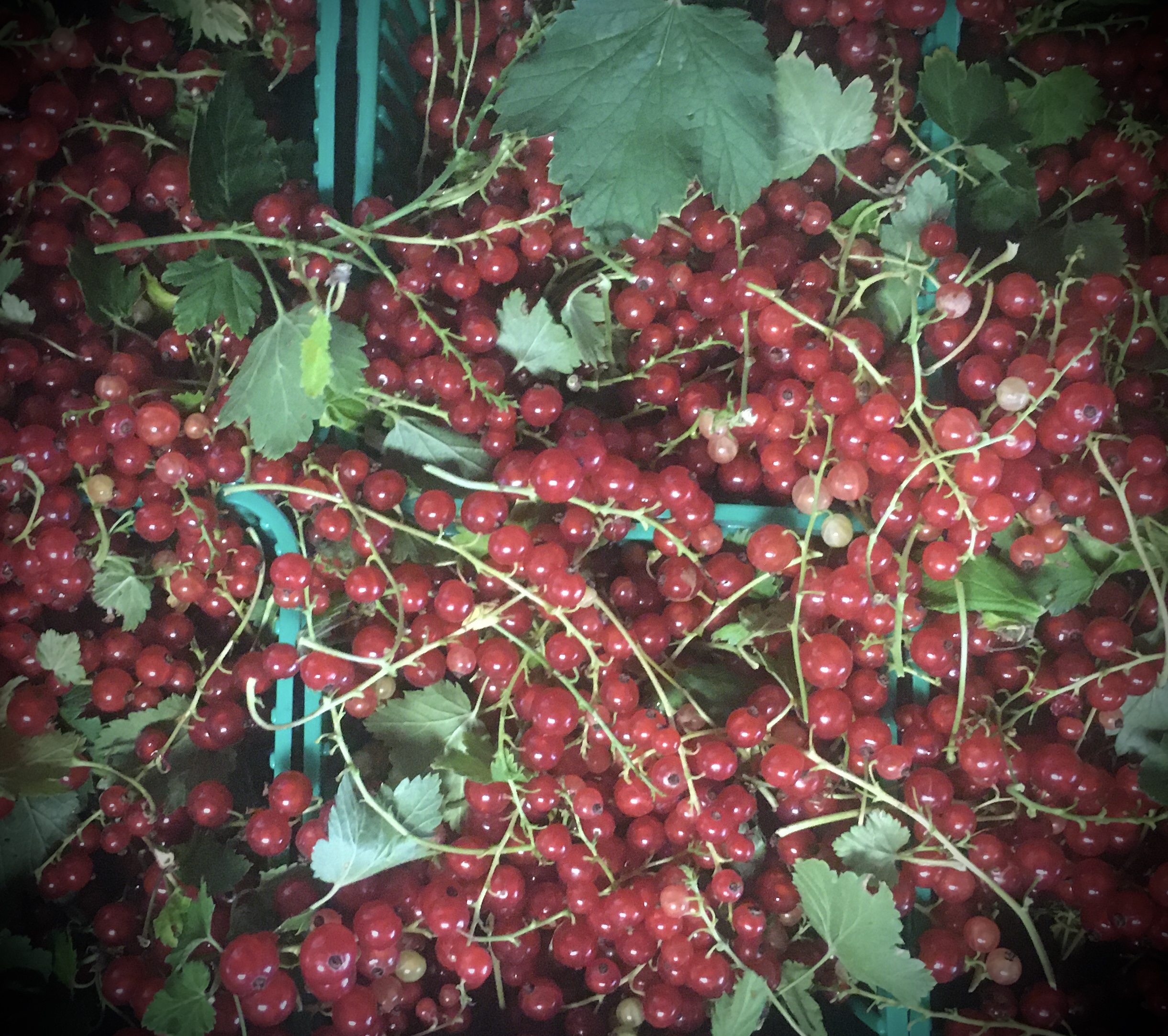 Current currant