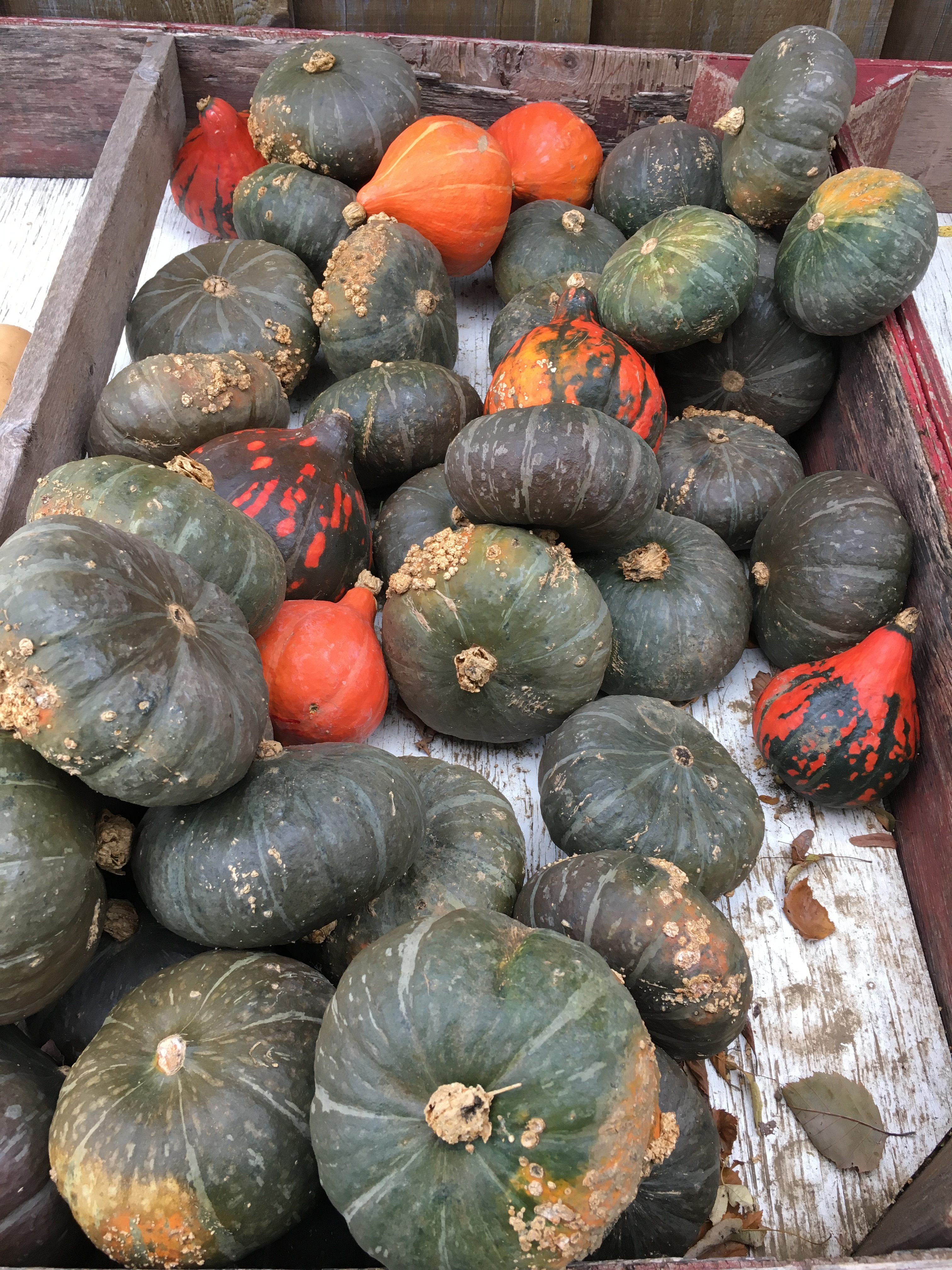 9 different squashes