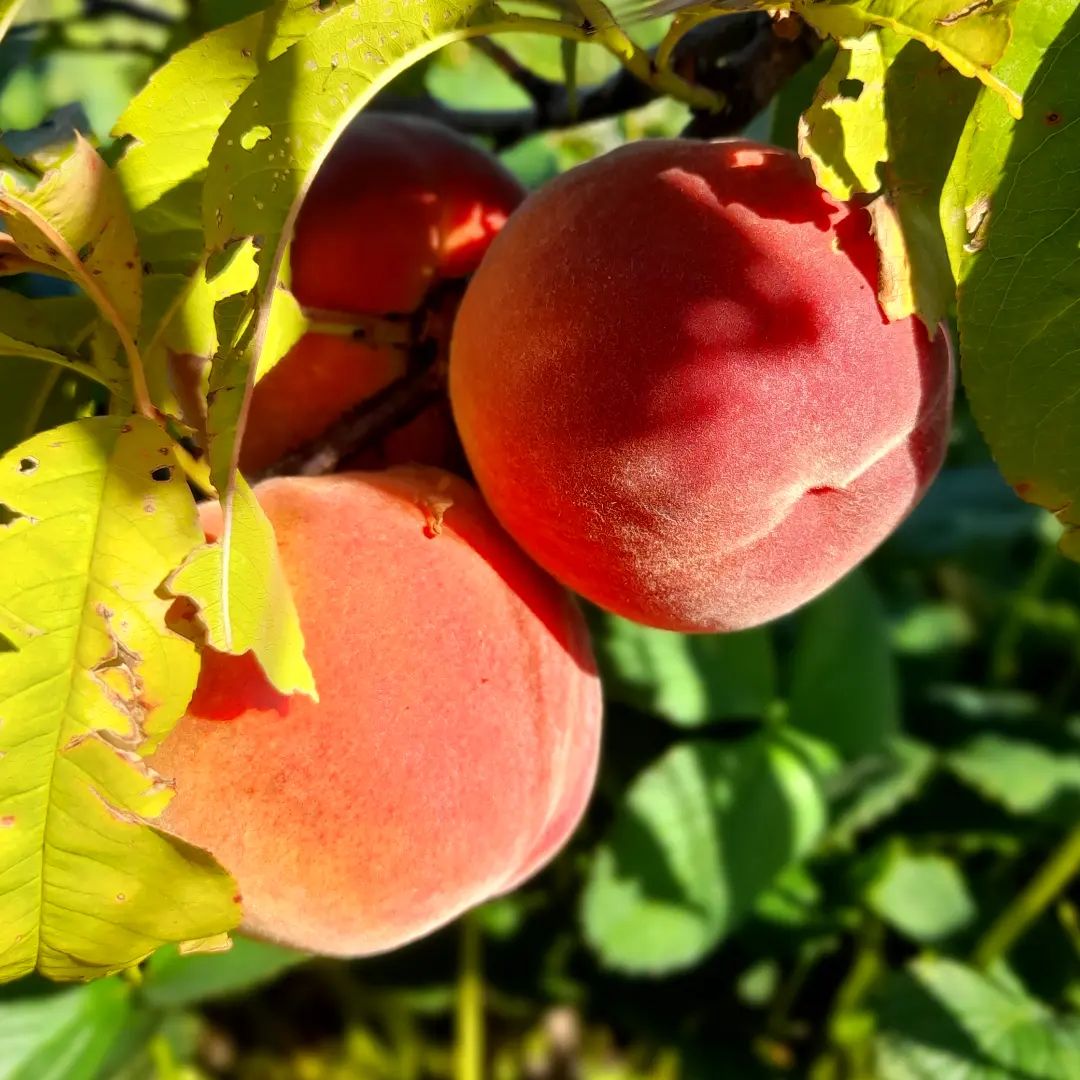 Red haven peaches.
First time this little tree has produced fruit - it's been in the ground for about 18 months.
A very nice freestone yellow fleshed peach. I'm looking forward to the years of fruit to come.
#redhavenpeaches #peaches #prunus #prunuspersica #stonefruit #regenorchard #chemicalfree #organicfruit #summerfruit #summerinthetablelands #southerntablelands

!Parkesbourne!
  @p