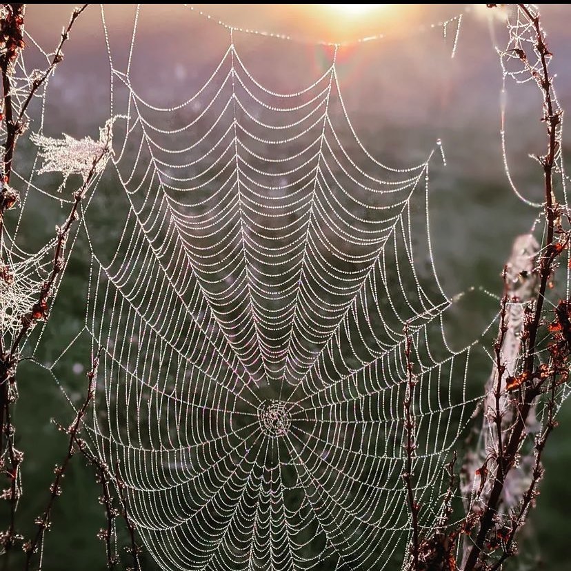 Summer drawing to a slow close often indicated by dewy cobwebs in the morning.