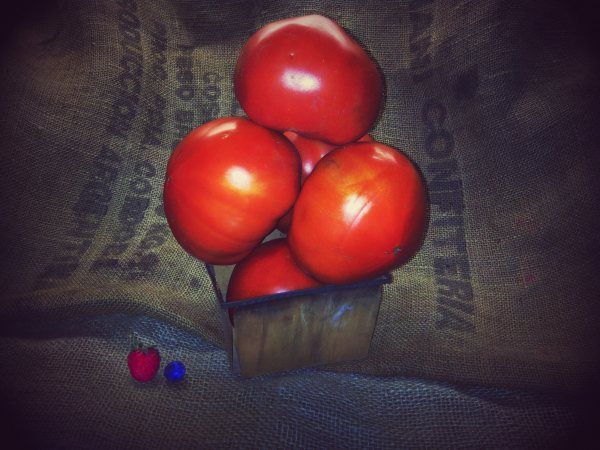 There are more than 300 different varieties of tomatoes commercially grown in Ontario. To make it easier, those 300 can be grouped into the following categories: Round (slicing/table): Medium-sized, globe-shaped. Ideal for eating raw. Roma or Plum: Plum-shaped and thick-fleshed. Smaller and less juicy than the Round variety. Excellent for preserving, sauces, or making paste. Beefsteak: Similar to Round tomatoes but flatter with fleshier walls and not as juicy. Excellent for both cooking and eating raw. Size varies from small to large. Popular Ontario field tomato varieties include Sunrise, Pik Rite, Mountain Pride, Pilgrim, Red Star and Ultra-sweet. One medium tomato has 25 calories; it's a good source of Vitamin C and a source of Vitamin A and folacin. History The tomato originated in South America in pre-Columbian times and eventually became a staple in the Mexican diet. But for much of its history in North America and Europe, it was considered an ornamental plant; eating it was thought to be distasteful if not unhealthy. In the 1800s it began to be used to make sauces and soups, but it wasn't until the 1900s that the tomato gained full international acceptance. Buying and storing A ripe field tomato should be firm, though not rock-hard, and have a slightly supple quality to its surface; it should feel heavy for its size. The occasional small surface cracks at the bottom of a tomato won't affect its quality. Store at room temperature, away from direct sunlight, to prevent uneven ripening. Only in extreme heat, or if overripe, should tomatoes be stored in the refrigerator butter compartment. But to ensure full flavour, allow them to reach room temperature before serving. To ripen tomatoes, store in a plain brown paper bag with apples or pears. Both release a natural ethylene gas that speeds up ripening. When buying tomatoes, use this helpful guide: 3 to 4 small tomatoes equal 1 lb/500 g a 4 L basket contains 6 lbs/2.5 kg tomatoes