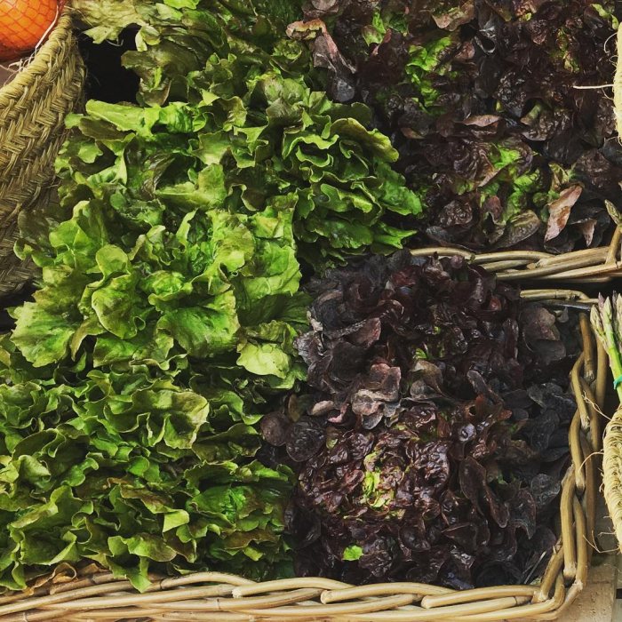   #RedLettuce #GreenLettuce #ThereIsNoSuchThingAsNeapolitanLettuce