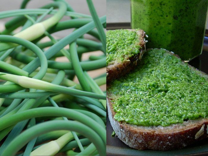 Enjoy your fabulous organic garlic scape pesto with your favorite pasta,French stick or crackers. You can enjoy right away or refrigerate in small mason jars or freeze in bags.  Ingredients: -1/4 lb Garlic Scapes (about 12) -1 cup Parmesan cheese (grated) -Juice of 1 Lemon + zest if desired -1/2 cup olive oil (divided) -1/4 cup nuts (walnut, almond, pine) -Pinch of sea salt -1/4 cup fresh cut Basil (optional)  Preparation: Wash and trim garlic scapes. Cut garlic scapes into small pieces. Place garlic scapes and 1/4 cup olive oil in a food processor and blend. Chop nuts to small pieces. Place Parmesan, nuts, lemon juice, zest, remaining olive oil and sea salt in food processor. Blend until desired consistency.  Enjoy! 