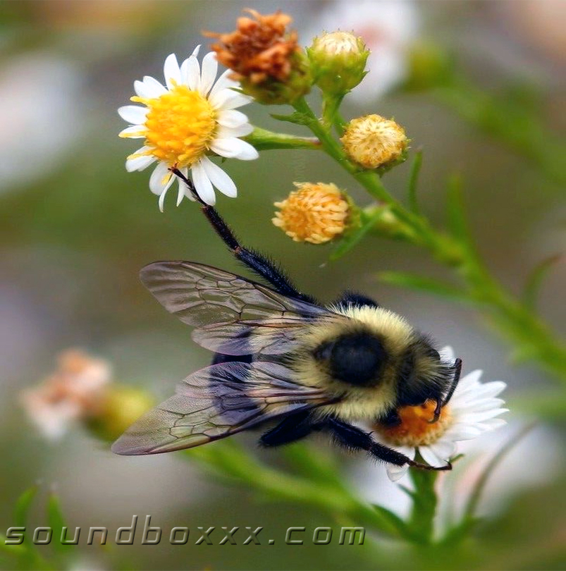Bee pollen is a mixture of the pollen picked up by bees as they fly from one flower to another. Bee pollen is a popular folk remedy for many conditions, including premenstrual syndrome (PMS) and enlarged prostate. Some people use it as an energy tonic. The many other uses of bee pollen -- from increasing strength to slowing aging are alleged.   Bee pollen is considered so beneficial that the /German Federal Board of Health/ recognizes it as medicine. Advocates are quick to tout the benefits of this so-called superfood, saying it can:  - relieve inflammation - work as an antioxidant - boost liver health - strengthen the immune system - work as a dietary supplement - ease symptoms of menopause -reduce stress - speed up healing - Appetite stimulation - Premature aging - Hay fever - Mouth sores - Joint pain - Painful urination - Prostate conditions - Nosebleeds - Menstrual problems - Constipation - Diarrhea - Colitis - Weight loss - Other conditions evidence found that bee pollen might reduce some side effects of radiation therapy for cancer.  You can add it to foods like yogurt, oatmeal, or smoothies. It can be ground down as a supplement powder or into a capsule.   _Side Effects & Safety_  Bee pollen is *POSSIBLY SAFE* for most people when taken by mouth for up to 30 days. There is also some evidence that taking two tablets twice daily of a specific combination product that contains 6 mg of royal jelly, 36 mg of bee pollen extract, bee pollen, and 120 mg of pistil extract per tablet for up to 2 months may be safe.  The biggest safety concerns are allergic reactions. Bee pollen can cause serious allergic reactions in people who are allergic to pollen.  Pollen allergy: Taking bee pollen supplements can cause serious allergic reactions in people who are allergic to pollen. Symptoms can include itching, swelling, shortness of breath, light-headedness, and severe whole-body reactions (anaphylaxis).   _Dosing_  The appropriate dose of bee pollen depends on several factors such as the user's age, health, and several other conditions. At this time there is not enough scientific information to determine an appropriate range of doses for bee pollen. Keep in mind that natural products are not always necessarily safe and dosages can be important. Be sure to follow relevant directions on product labels and consult your pharmacist or physician or other healthcare professional before using.