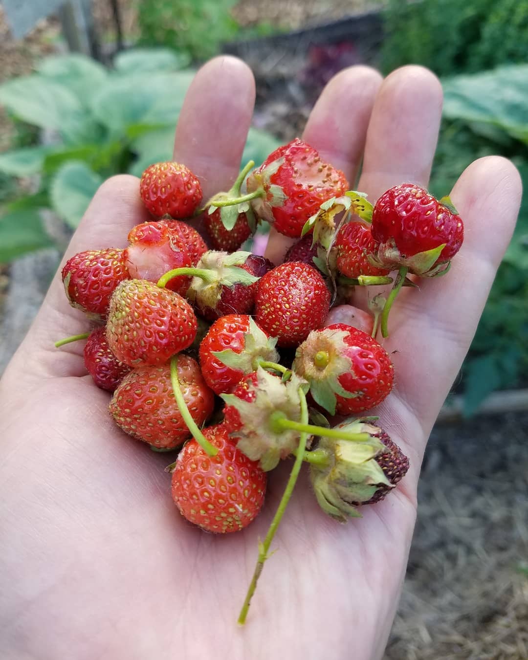 "My first memory of this lifetime is eating strawberries from the patch outside our first home. When we moved, our mom would take us picking for them every summer. We always came back with huge boxes overflowing with them, but it was never enough, for good reason. I'm happy they've wandered into my plot. Given enough luck and time, I would love to transplant a few of their runners and start a patch for my children from these. Who's gonna stop me, the plant police?" ~@gregsgarden7