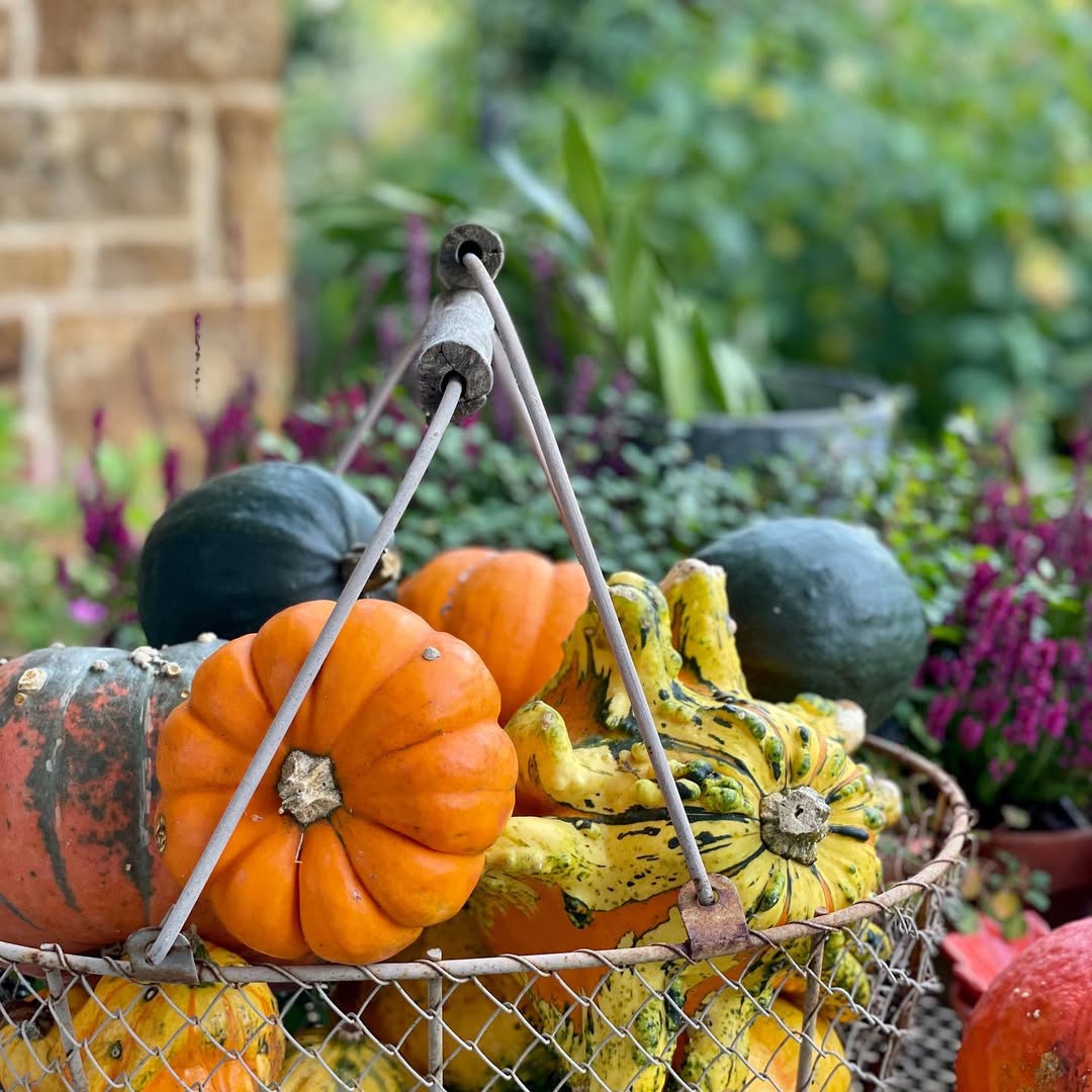 LAST CALL:   #pumpkinseason #pumpkinsandgourds #gourds #autumnstyling #pumpkinsgalore #octoberdecor #smithsgardenstyle #saturdaymotivation #saturdaythoughts #saturdaymorningmood #faffing #gardengrown #naturescolours #autumncolour #autumncolours🍂🍁