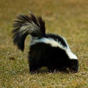 Due to the large volume of phone calls we are receiving about pets being sprayed by skunks, we are posting our home skunk remedy for you. 1 tsp. dawn dish detergent, 1 pint hydrogen peroxide, 1 cup baking soda. Mix in a bucket, pour on animal, let it sit for 10 minutes, rise completely off. Repeat if needed, and keep away from eyes, dispose of waste (DO NOT STORE IN A CLOSED CONTAINER).    "Skunk Off" for sale > https://www.facebook.com/photo/?fbid=819262889987541&set=a.593131905933975