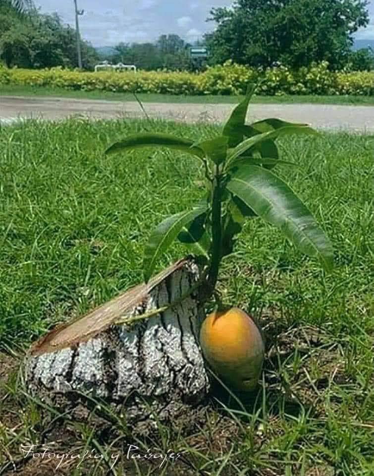 It refuses to die after being cut down and bears fruit as a sign of victory... 🌱 