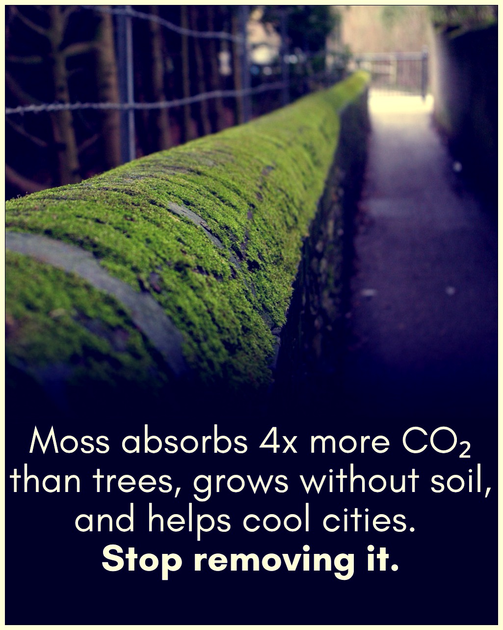 Moss is like heaven's carpet! 