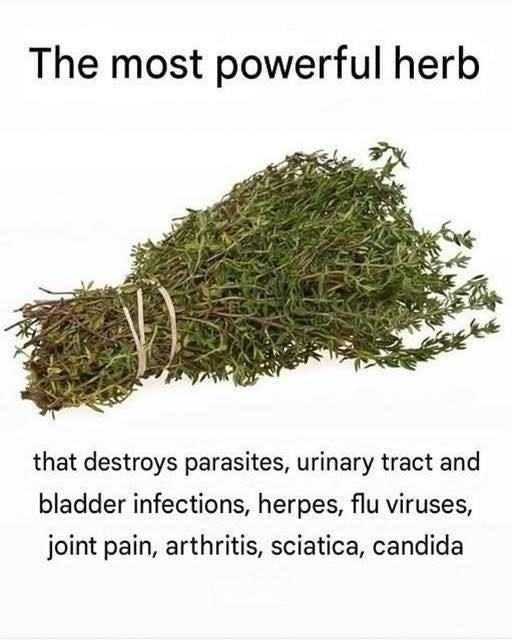 Oregano: THE MOST POTENT HERB THAT DESTROYS PARASITES, URINARY TRACT & BLADDER INFECTIONS, HERPES, AND FLU VIRUSES https://primedailys.com/the-most-potent-herb-that-destroys-parasites-urinary-tract/