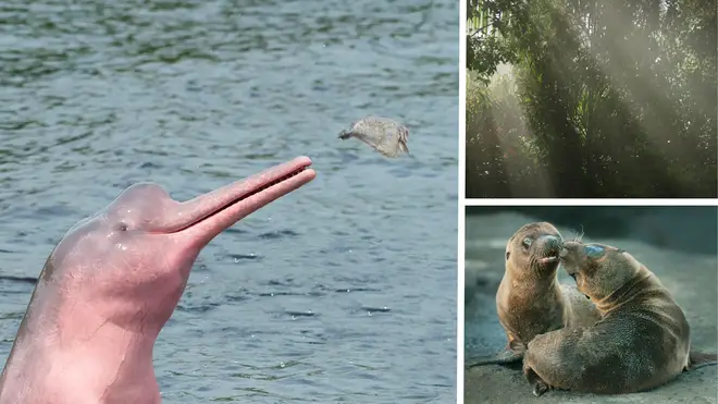 There's an important insight here about predators. Human beings are a predatory species, we have a role to play in maintaining balance, within the great community of life. Currently we are acting more like a cancer, killing off our hosts. Which is why all the other species are suffering. We need to change our behavior and learn to live in harmony with other species, not dominate, abuse and destroy them. https://www.lbc.co.uk/news/70-of-worlds-wildlife-has-disappeared-in-the-past-50-years/