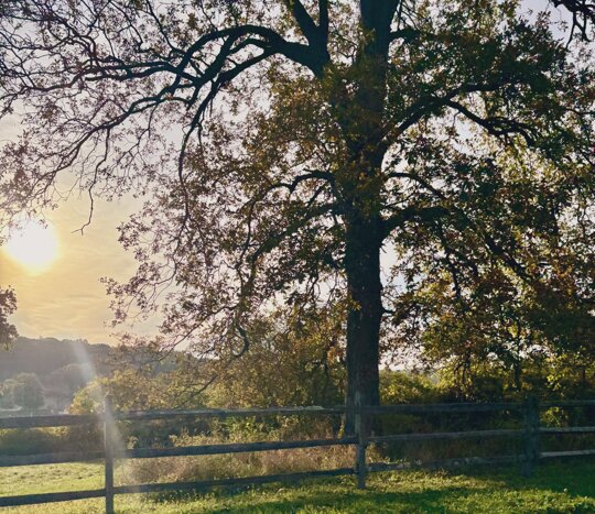 If light is in your ❤️ you will find the way
