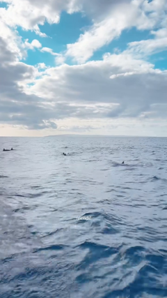 creation<br> @skyeringenbach