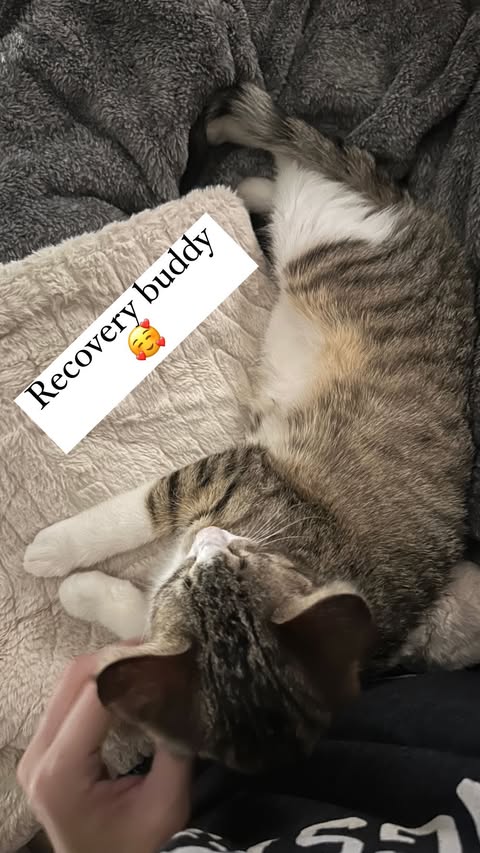 kitty love<br> @taymunholland