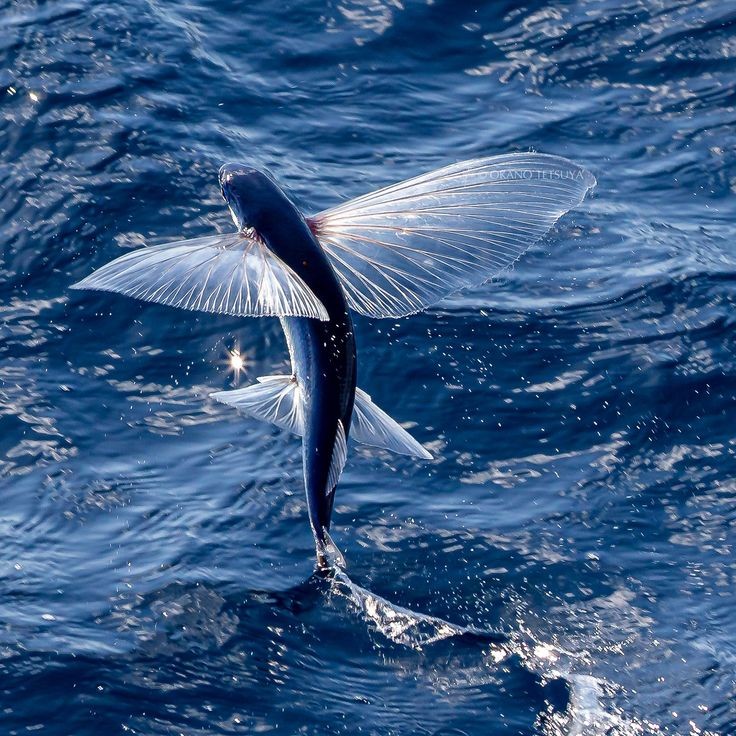 Exocoetus - flying fish 🐟 😍 
              💙💙💙  🌊🌊🌊 https://t.co/A6frETymxA

@Love_bird_143