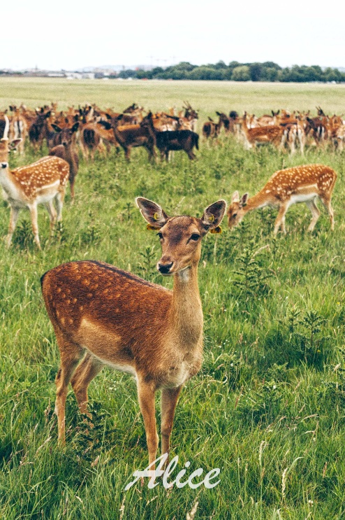 #OFFLINE https://t.co/WRlhg1Aflm

@Alice_Vogue_2nd