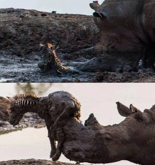 Moving scene of a rhino rescuing a zebra foal stuck in some mud
