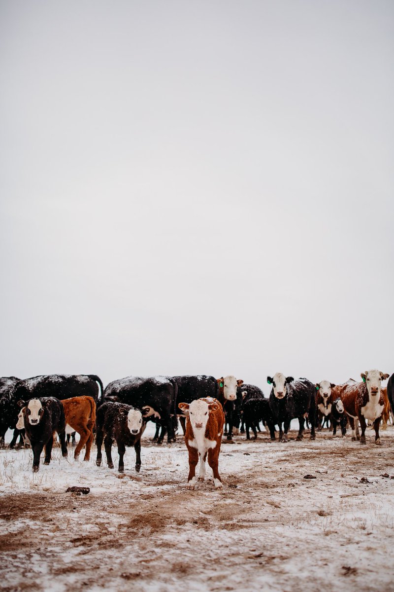 This is my fav set of cows on the ranch. https://t.co/kd9w1GemBP

@sarahpfenn