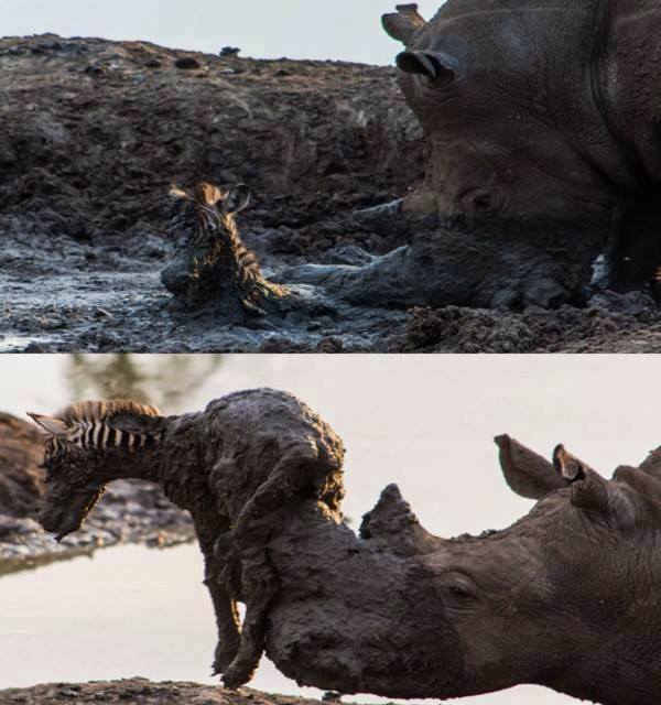 Moving scene of a rhino rescuing a zebra foal stuck in some mud