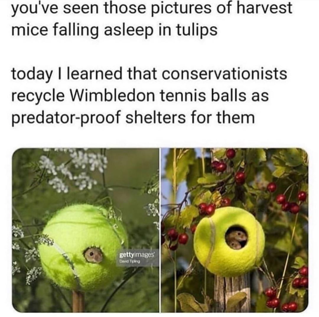 I'm really not sure I understand... but it's adorable.