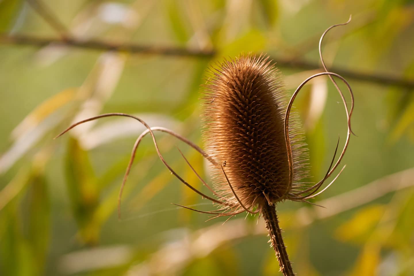 #autumn #naturephotography #nature #plants