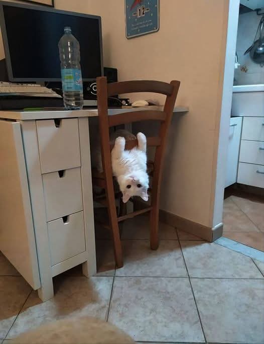 Happy Caturday