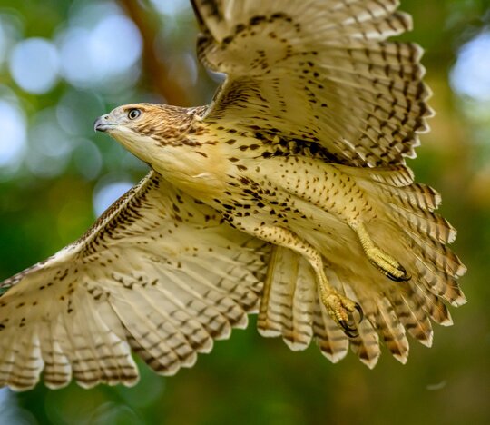 A young Red-tailed Hawk. Red-tailed Hawks don't get their red tail feathers until they are a year old. 