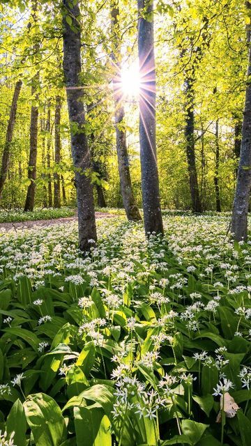 🌳☀️🌳Happy Tuesday 🌳☀️🌳 
