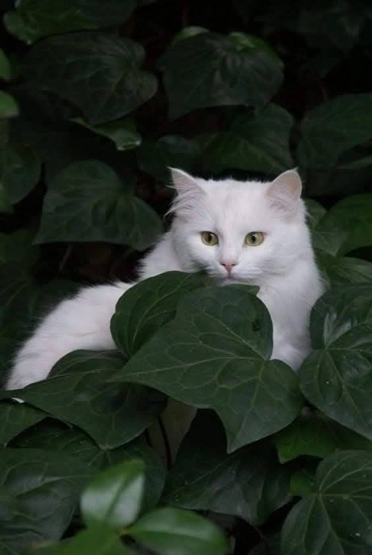 Happy Caturday
