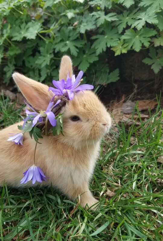 Happy Bunday