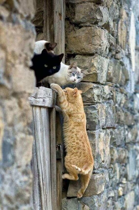 'Come on, Steve, put your back into it!'  #caturday #cats #katzen #catlovers 