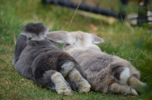 Happy Bunday
