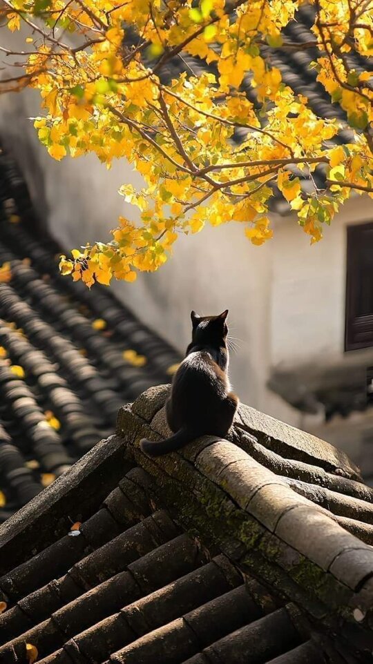The borders that separate us The values that unite us, the desire for peace and a better world is stronger than the distance. #Microcuento #FelizLunes #BuenosDiasATodos 