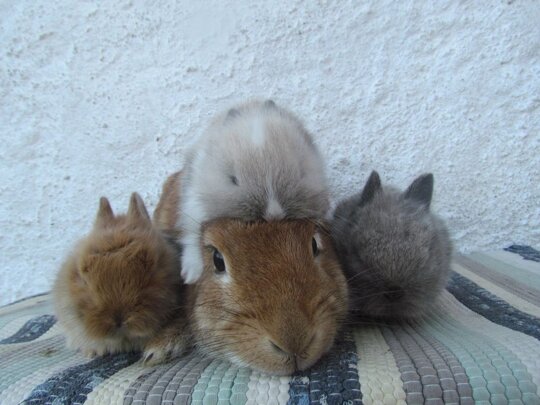 happy Bun Day