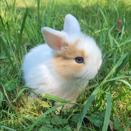 Happy BunDay