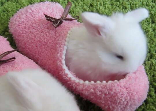 Happy Bunday