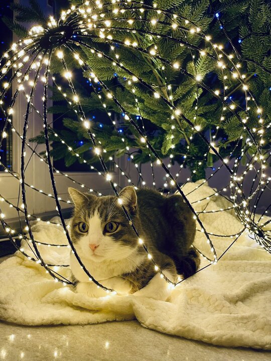 Happy #Caturday, frens! The hooms brought out the Crispmouse Tree!!! 🎄 Mom says only I know why I decided to sit inside this ball of lights… but let me tell you a secret: I don’t either. It just felt like appropriate catting. 😼🐾⭐️ #Hedgewatch #HedgewatchXmas 