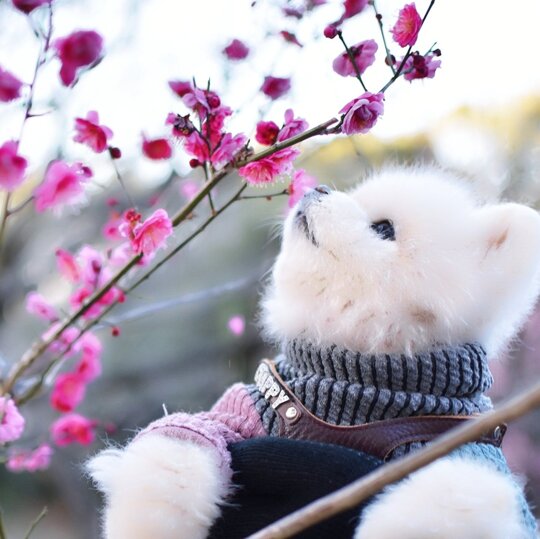 寒紅の香り🐶😊🌸 https://t.co/Fbmrj23WcB

@chapinosin