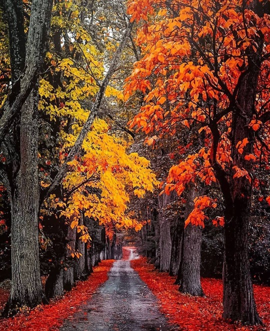 Garden on Instagram: “--- Beautiful path, colors, trees and plants!!❤️❤️🌱🌴 __ Credit :- @new_englander_ __ #epicgardening #gardening_feature #gardeninglove…”  https://www.instagram.com/p/CIzzXUzgK6r/
