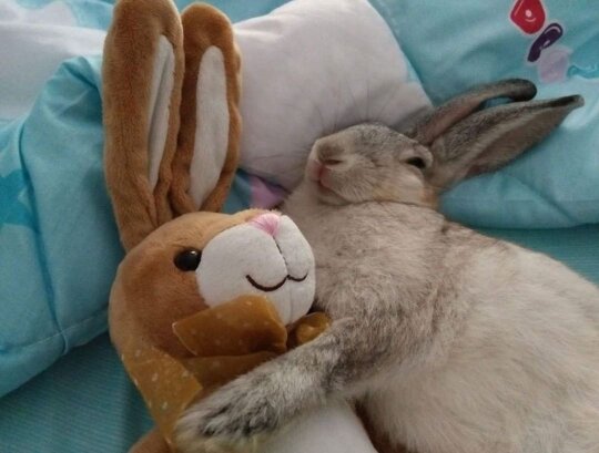 Happy bunday