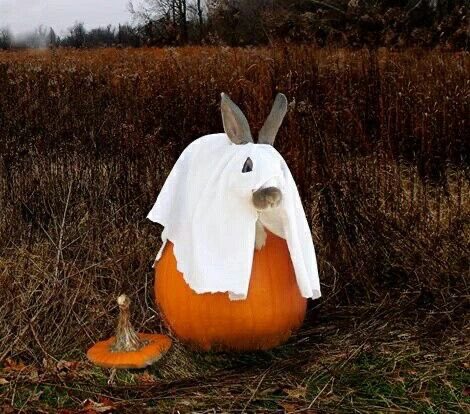 Happy Bunday